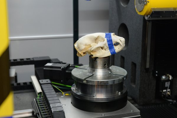 Skull being scanned