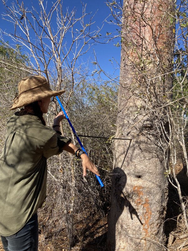 Another member of the research team, Élodie (MAP Team member), collecting a core from a baobab near Ankindranoke fokontany, Southwest Madagascar.