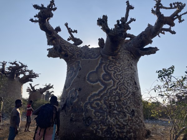 Baobab tree near Andavadoaka fokontany, Southwest Madagascar. The swirl pattern on the bark indicates that this tree is infected with a fungal disease.