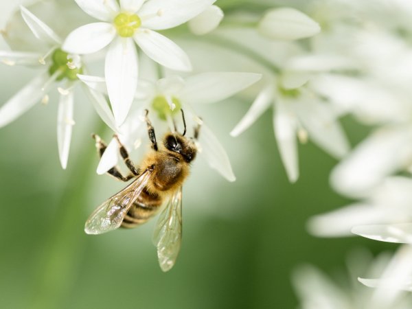 A bee on a white flower with a green background