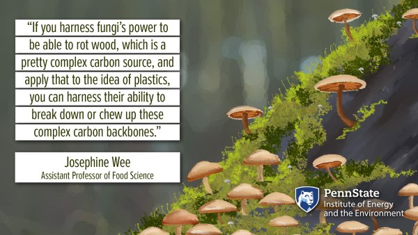 "If you harness fungi's power to be able to rot wood, which is a pretty complex carbon source, and apply that to the idea of plastics, you can harness their ability to break down or chew up these complex carbon backbones." Josephine Wee, Assistant Professor of Food Science. Penn State Institute of Energy and the Environment