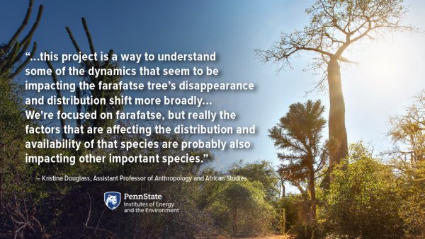 ...this project is a way to understand some of the dynamics that seem to be impacting the farafatse tree's disappearance and distribution shift more broadly... We're focused on farafatse, but really the factors that are affecting the distribution and availability of that species are probably also impacting other important species.