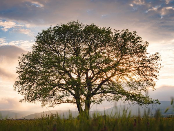 An old oak tree in a field with spreading branches against a sunrise sky