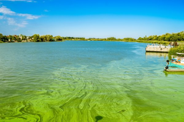 A lake containing a large green algal bloom