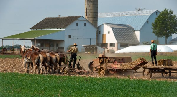 Amish men baling hay in a field using equipment pulled by horses in front of a barn