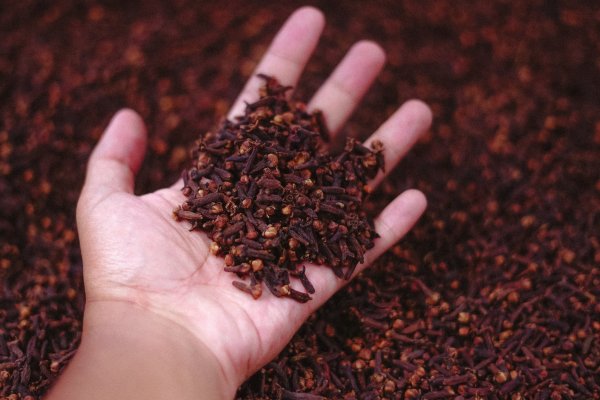 Harvested cloves in a person's hand