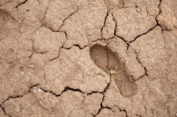 A footprint on the dry, cracked ground