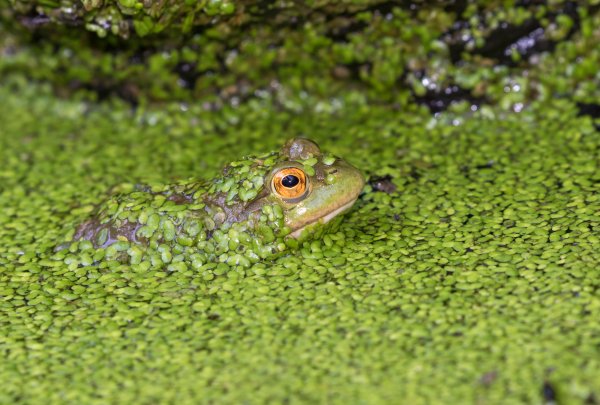 American bullfrog looking through duckweed in a lake