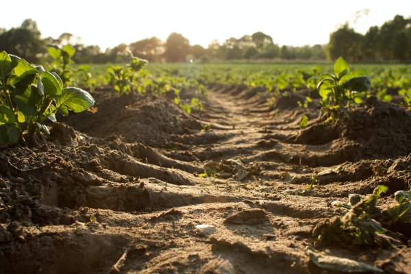 Crops grow from sandy soil