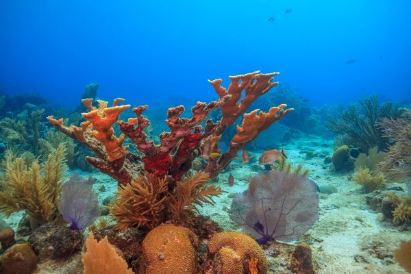 Elkhorn coral