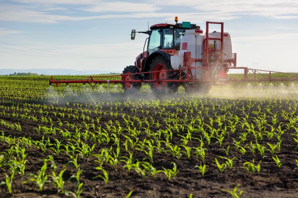 A tractor sprays liquid fertilizer on young corn plants in a field