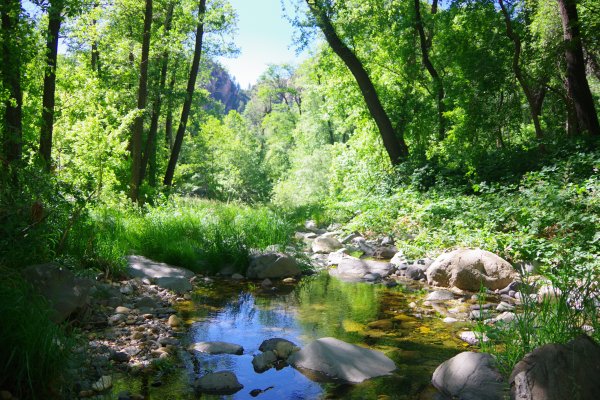 A stream flows through a wooded landscape