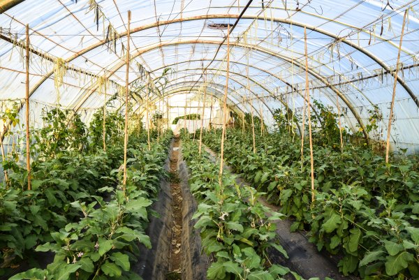 Food growing in a greenhouse in Africa
