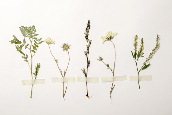 Preserved plants taped to paper