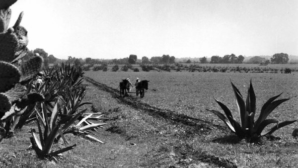 An agricultural scene in black and white