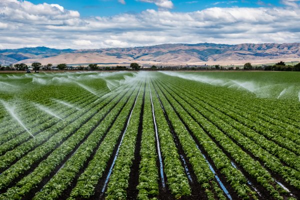 Lettuce field with overhead irrigation spraying water