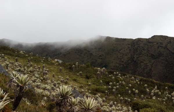 A scene from Páramo De Chingaza, Colombia