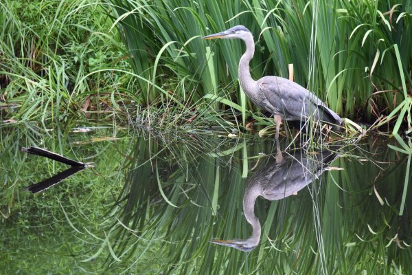 A great blue heron wades near marsh vegetation