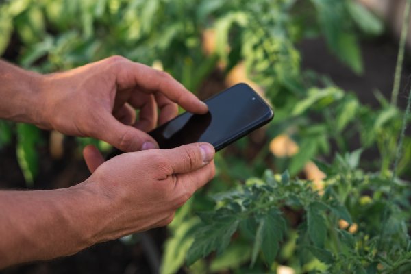 A person taking a photo of a tomato plant leaf with a smartphone
