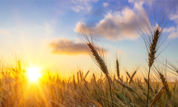 sun shining over wheat