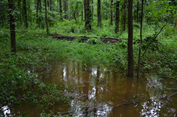 Water in a flooded forest with trees