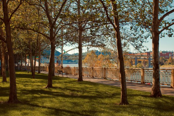 Sycamore trees are shown in Fort Duquesne Boulevard Park