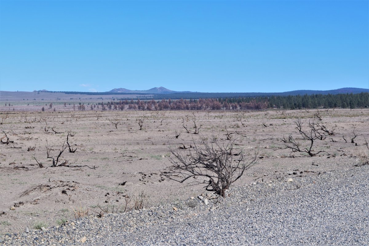 Burned landscape near Mono Lake