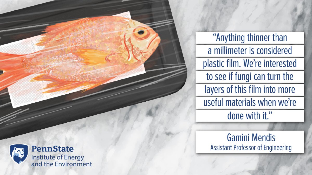 "Anything thinner than a millimeter is considered plastic film. We're interested to see if fungi can turn the layers of this film into more useful materials when we're done with it." Gamini Mendis, Assistant Professor of Engineering. Penn State Institute of Energy and the Environment