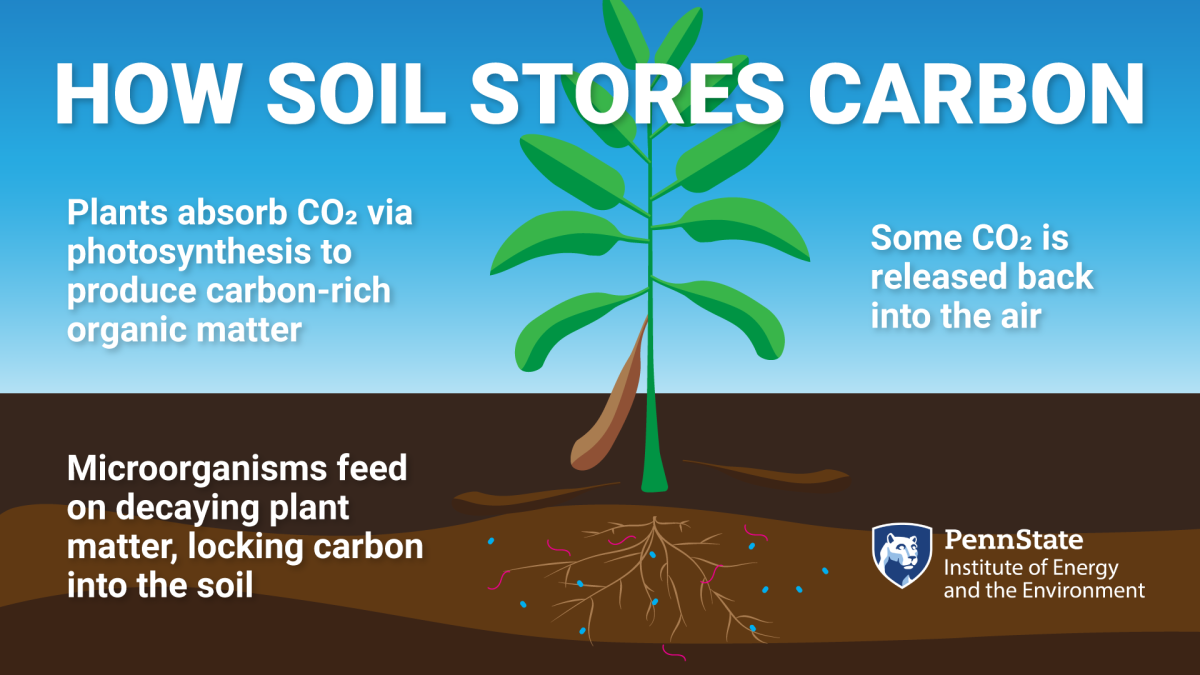 How soil stores carbon: Plants absorb CO2 via photosynthesis to produce carbon-rich organic matter. Microorganisms feed on decaying plant matter, locking carbon into the soil. Some CO2 is released back into the air.