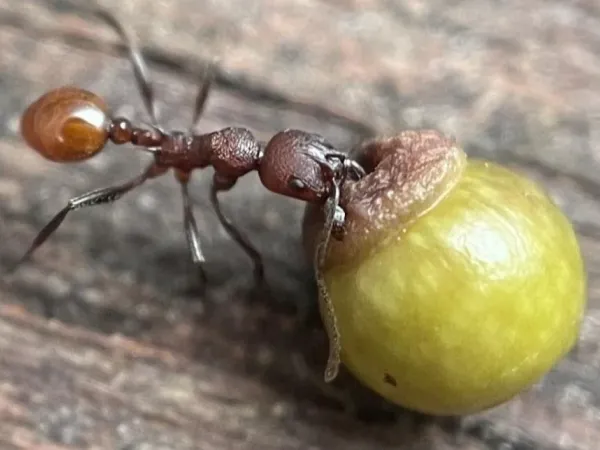 8-year-old boy's discovery rewrites 100 years of insect and plant knowledge