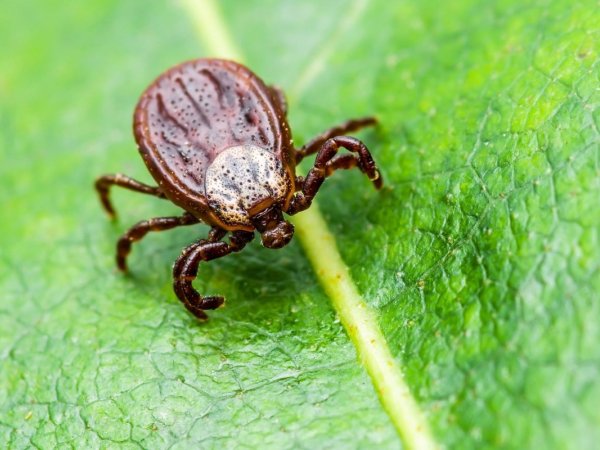 Babesiosis, a tick-borne disease similar to malaria, is increasing across the U.S., with a significant number of patients also infected with other tick-related diseases like Lyme.