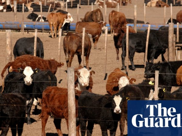 Bacteria that âeatâ methane could slow global heating, study finds