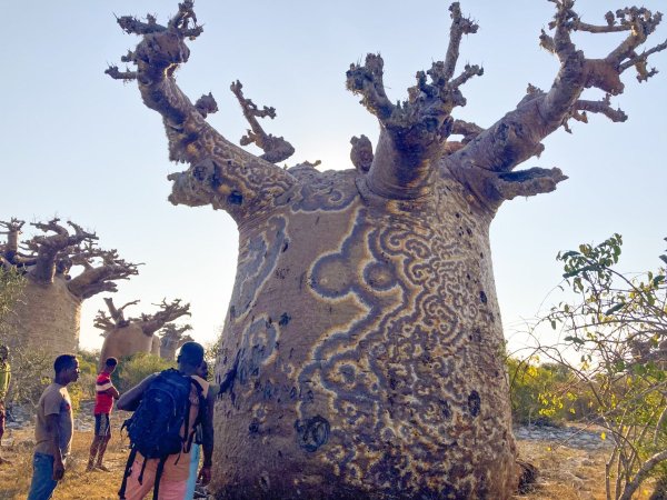 Baobab with a fungal disease that produces a distinctive orange and yellow swirled patterns on the bark