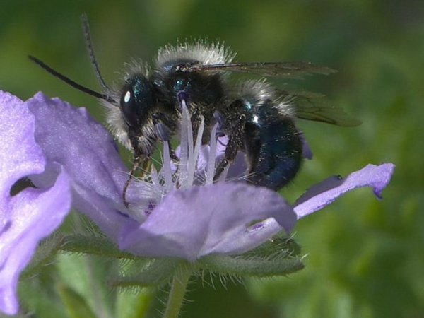 Bee populations at risk of one-two punch from heat waves, pathogen infection | Penn State University