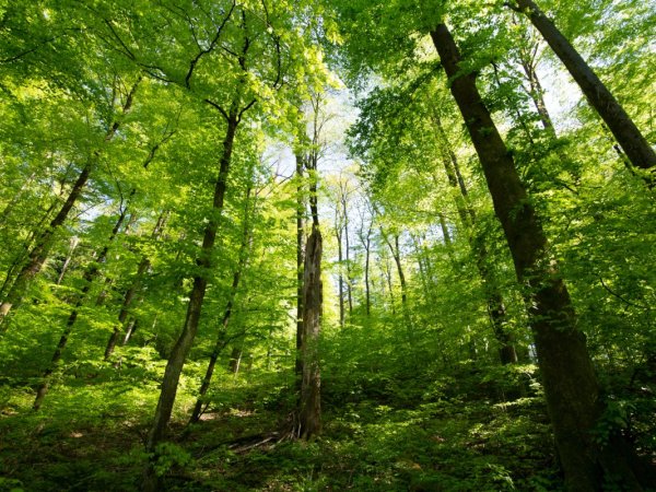 Low angle view of tall green trees in a dense forest under the clear sunny sky