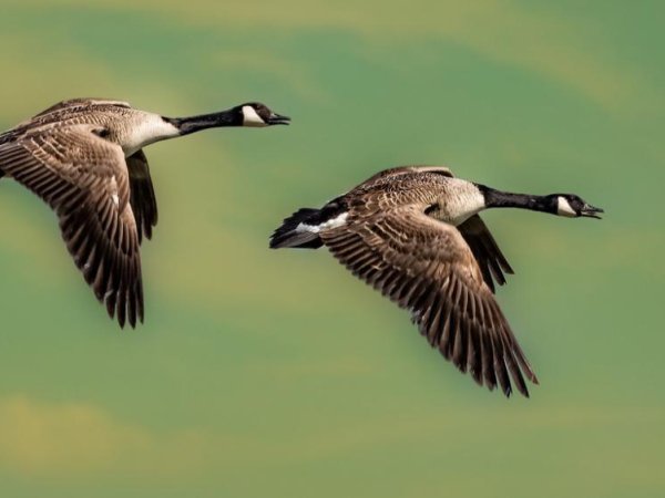 Despite knowing where and when people hunt, Canada geese don’t flee far | Penn State University