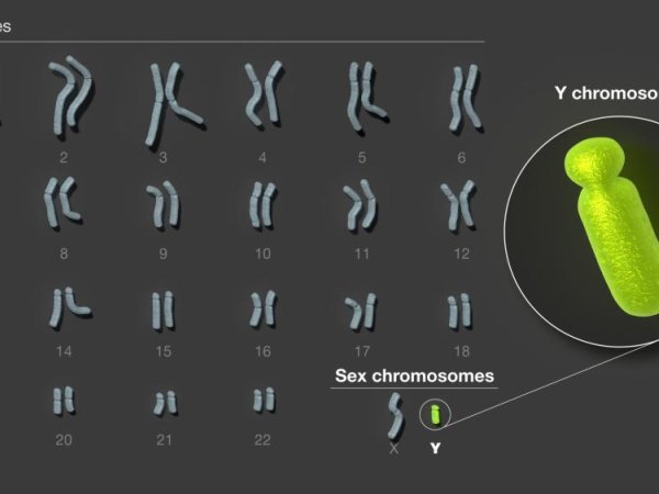 DNA sequence of the human Y chromosome fully determined for first time | Penn State University