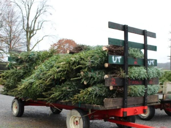 Is the drought coming for Christmas trees?