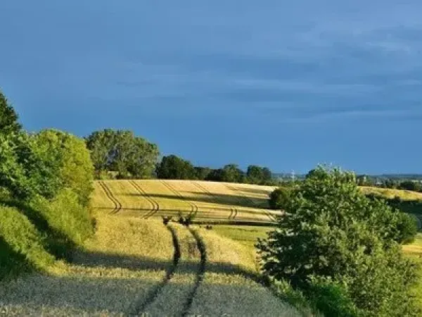 A field with trees