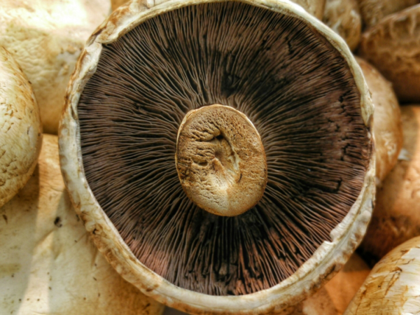 Harnessing mushroom microbiomes for better crop development | Penn State University