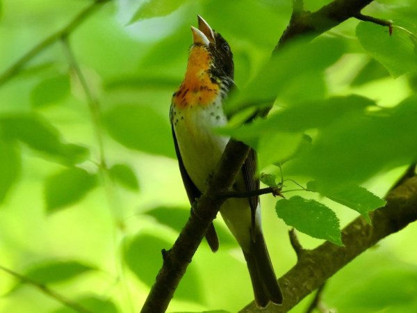 This healthy, 1-year-old male offspring of a rose-breasted grosbeak and scarlet tanager is the first-ever documented hybrid of its kind. The two species have such divergent nesting preferences that they have been on independent evolutionary trajectories for at least 10 million years — until now. Credit: Stephen Gosser. All Rights Reserved.