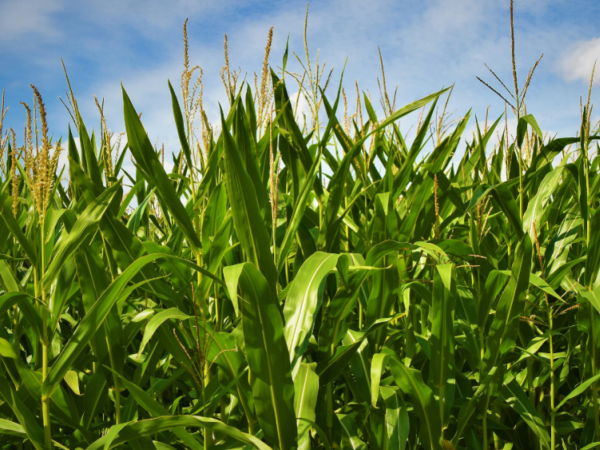 Insecticides may contribute to bigger problems with certain weeds | Penn State University