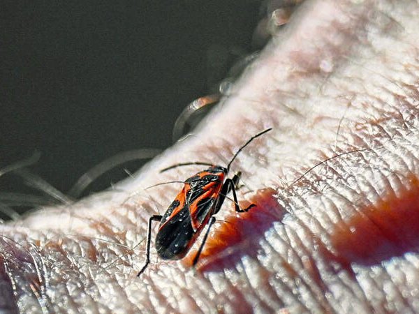 A milkweed bug crawls on the wrist of Chris Kubiak, director of education at Beechwood Farms in Fox Chapel. With the mild winters and pleasantly warm temperatures, many insects are active that normally would still be dormant. -Louis B. Ruediger | TribLive  | Too warm: Plants, insects, people likely to pay the price for warm winters