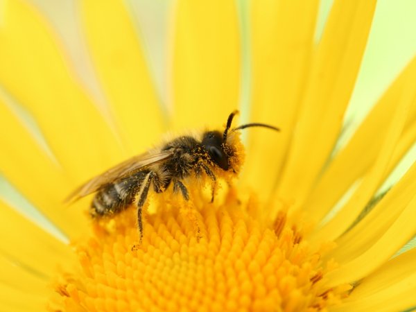 New bee species found in Pennsylvania