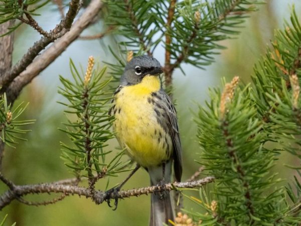 Once-endangered Kirtland’s warblers show extensive signs of inbreeding in genome | Penn State University