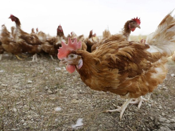 Pa. poultry farmers urged to follow biosecurity measures | WITF