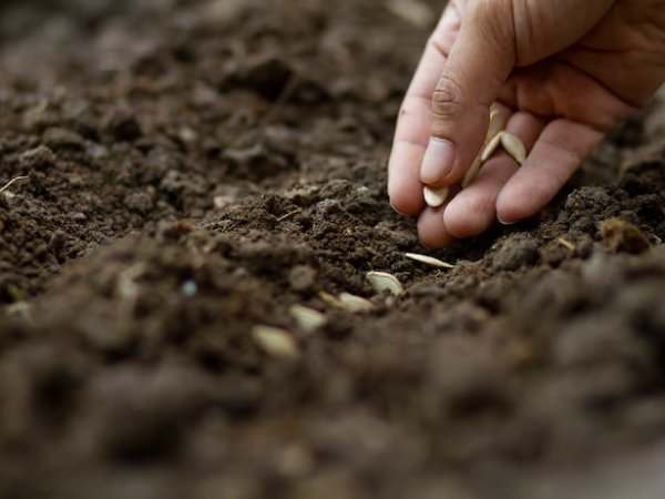 Planting seeds