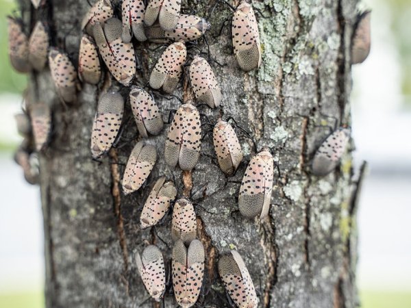 Spotted Lanternflies