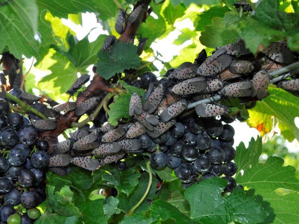 Spotted lanternflies are feasting on U.S. grapevines and putting vineyards at risk