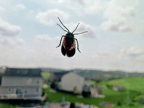 Spotted lanternflies are swarming Western Pennsylvania